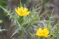 Spotted golden thistleÃÂ , Scolymus maculatus, yellow flower